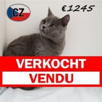 Britse korthaar 090625 M (CZ6379) 051125 Verkocht - Vendu.jpg