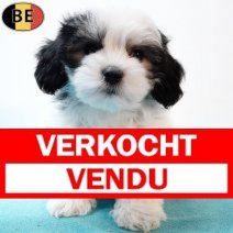 Havanezer 080925 M(BE5042) 141125 Verkocht - Vendu.jpg