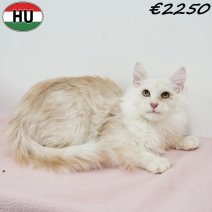 Maine Coon 010825 F(HU7352) 191125.jpg