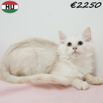 Maine Coon 010825 F(HU7354) 191125.jpg