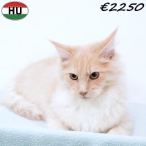 Maine Coon 010825 M(HU7351) 191125.jpg