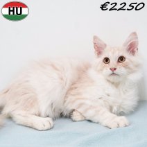 Maine Coon 010825 M(HU7353) 191125.jpg