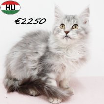 Maine Coon 040825 F(HU7356) 191125.jpg