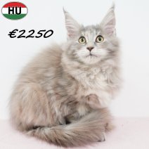 Maine Coon 040825 F(HU7355) 191125.jpg