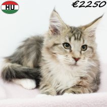 Maine Coon 040825 F(HU7357) 191125.jpg