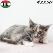 Maine Coon 310725 F(HU7279) 191125.jpg