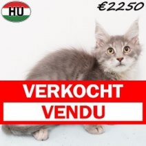 Maine Coon 040825 M(HU7358) 191125 Verkocht - Vendu.jpg