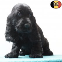 Engelse Cocker 240925 M(BE5228) 191125.jpg