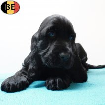 Engelse Cocker 240925 M(BE2890) 191125.jpg