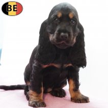 Engelse Cocker 240925 F(B4751) 191125.jpg