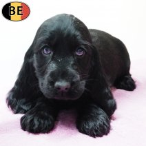 Engelse Cocker 240925 F(BE5271) 191125.jpg