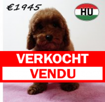 Poedel 020825 F (HU7394) 191125.verkocht.png