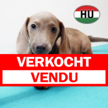 Teckel 030825 M (HU7173) 191125.verkocht.png