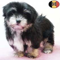 Havanezer 150925 F(BE5100) 211125.jpg