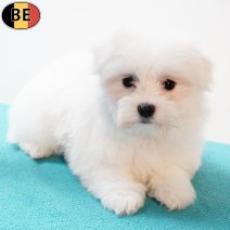 Havanezer 150925 M(BE5083) 211125.jpg