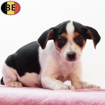 Belgische Fox 060925 F(BE1233) 211125.jpg