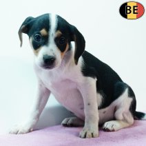 Belgische Fox 060925 F(BE1193) 211125.jpg