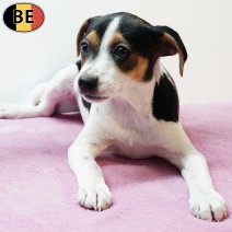 Belgische Fox 060925 F(BE1221) 211125.jpg