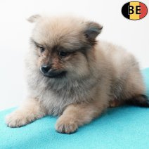 Keesje 230925 M(BE4588) 211125.jpg