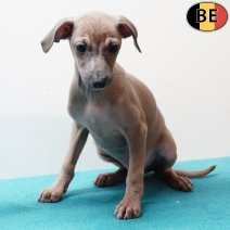 Italiaanse Windhond 130925 M(BE5309) 211125.jpg