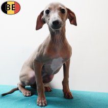 Italiaanse Windhond 130925 M(BE4449) 211125.jpg