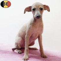 Italiaanse Windhond 130925 F(BE3163) 211125.jpg