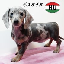 Teckel 020825 F (HU7262) 191125.JPG