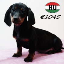 Teckel 020825 F (HU7263) 191125.JPG