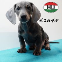 Teckel 020825 M (HU7239) 191125.JPG