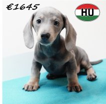 Teckel 020825 M (HU7240) 191125.JPG