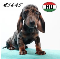 Teckel 020825 M (HU7261) 191125.JPG