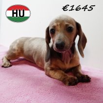 Teckel 030825 F (HU7175) 191125.JPG