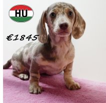 Teckel 030825 F (HU7177) 191125.JPG