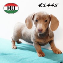 Teckel 030825 M (HU77172) 191125.JPG