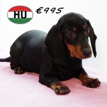 Teckel 250725 F (HU7171) 191125.JPG