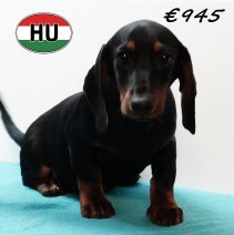 Teckel 250725 M (HU7170) 191125.JPG