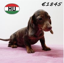 Teckel 310725 F (HU7212) 191125.JPG