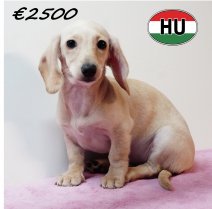 Teckel 310725 F (HU7213) 191125.JPG