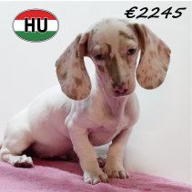 Teckel 310725 F (HU7214) 191125.JPG