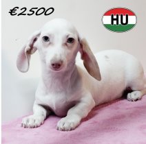 Teckel 310725 F (HU7215) 191125.JPG