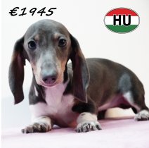 Teckel 310725 F (HU7216) 191125.JPG