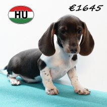 Teckel 310725 F (HU7218) 191125.JPG