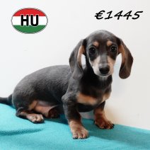 Teckel 310725 M (HU7211) 191125.JPG