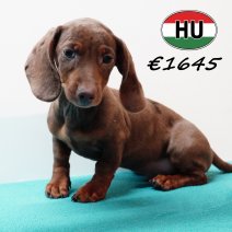 Teckel 310725 M (HU7217) 191125.JPG