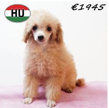 Poedel 020825 F (HU7231) 191125..JPG