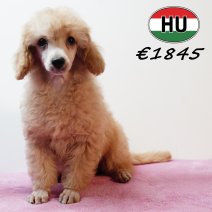 Poedel 020825 F (HU7232) 191125..JPG