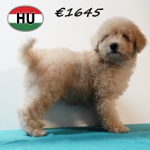 Poedel 020825 m (HU7229) 191125.JPG