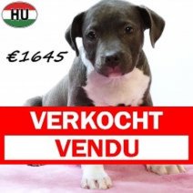 Amerikaanse Staffordshire Terrier 300725 F(HU7165) 191125 Verkocht - Vendu.jpg