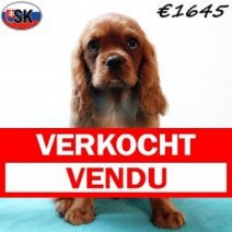 Cavalier King Charles 300625 M(SK7005) 121125 Verkocht - Vendu.jpg
