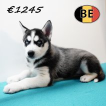Husky 260925 M (BE1050) 211125.JPG